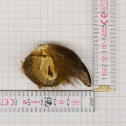 GRIZZLY Bärenkralle Krallenlänge 4 cm rechte Hinterfußkralle Bär mit Genehmigung zum Verkauf