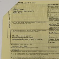 GRIZZLY Bärenkralle Krallenlänge 4 cm rechte Hinterfußkralle Bär mit Genehmigung zum Verkauf