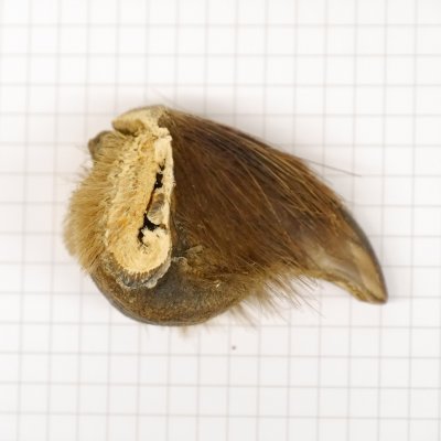 GRIZZLY Bärenkralle Krallenlänge 3,7 cm rechte Hinterfußkralle Bär mit Genehmigung zum Verkauf