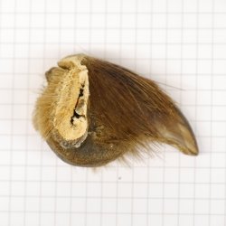 GRIZZLY Bärenkralle Krallenlänge 3,7 cm rechte Hinterfußkralle Bär mit Genehmigung zum Verkauf