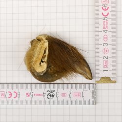 GRIZZLY Bärenkralle Krallenlänge 3,7 cm rechte Hinterfußkralle Bär mit Genehmigung zum Verkauf