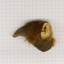 GRIZZLY Bärenkralle Krallenlänge 3,4 cm rechte...