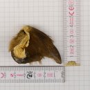 GRIZZLY Bärenkralle Krallenlänge 3,4 cm rechte...