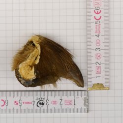 GRIZZLY Bärenkralle Krallenlänge 3,4 cm rechte Hinterfußkralle Bär mit Genehmigung zum Verkauf