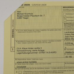 GRIZZLY Bärenkralle Krallenlänge 3,4 cm rechte Hinterfußkralle Bär mit Genehmigung zum Verkauf