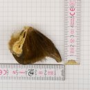 GRIZZLY Bärenkralle Krallenlänge 3,1 cm rechte...