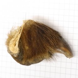 GRIZZLY Bärenkralle Krallenlänge 3,1 cm rechte Hinterfußkralle Bär mit Genehmigung zum Verkauf