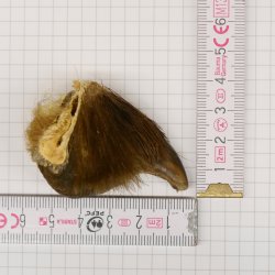 GRIZZLY Bärenkralle Krallenlänge 3,1 cm rechte Hinterfußkralle Bär mit Genehmigung zum Verkauf