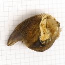 GRIZZLY Bärenkralle Krallenlänge 3,0 cm rechte...