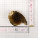 GRIZZLY Bärenkralle Krallenlänge 3,0 cm rechte...