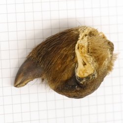 GRIZZLY Bärenkralle Krallenlänge 3,0 cm rechte Hinterfußkralle Bär mit Genehmigung zum Verkauf