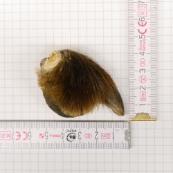 GRIZZLY Bärenkralle Krallenlänge 3,0 cm rechte Hinterfußkralle Bär mit Genehmigung zum Verkauf