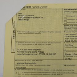 GRIZZLY Bärenkralle Krallenlänge 3,0 cm rechte Hinterfußkralle Bär mit Genehmigung zum Verkauf