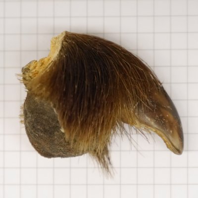 GRIZZLY Bärenkralle Krallenlänge 3,6 cm linke Hinterfußkralle Bär mit Genehmigung zum Verkauf