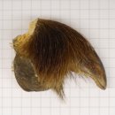 GRIZZLY Bärenkralle Krallenlänge 3,6 cm linke...