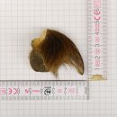 GRIZZLY Bärenkralle Krallenlänge 3,6 cm linke...