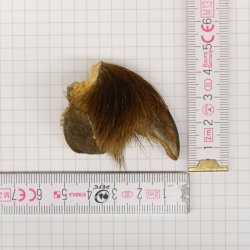 GRIZZLY Bärenkralle Krallenlänge 3,6 cm linke Hinterfußkralle Bär mit Genehmigung zum Verkauf