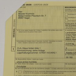 GRIZZLY Bärenkralle Krallenlänge 3,6 cm linke Hinterfußkralle Bär mit Genehmigung zum Verkauf