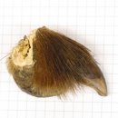 GRIZZLY Bärenkralle Krallenlänge 3,3 cm linke...