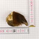 GRIZZLY Bärenkralle Krallenlänge 3,3 cm linke...