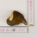 GRIZZLY Bärenkralle Krallenlänge 3,0 cm linke...