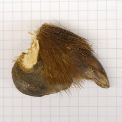 GRIZZLY Bärenkralle Krallenlänge 3,0 cm linke Hinterfußkralle Bär mit Genehmigung zum Verkauf