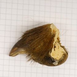 GRIZZLY Bärenkralle Krallenlänge 3,0 cm linke Hinterfußkralle Bär mit Genehmigung zum Verkauf