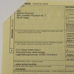 GRIZZLY Bärenkralle Krallenlänge 3,0 cm linke Hinterfußkralle Bär mit Genehmigung zum Verkauf