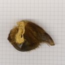 GRIZZLY Bärenkralle Krallenlänge 2,9 cm linke...