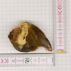 GRIZZLY Bärenkralle Krallenlänge 2,9 cm linke Hinterfußkralle Bär mit Genehmigung zum Verkauf