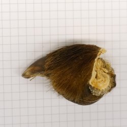 GRIZZLY Bärenkralle Krallenlänge 2,9 cm linke Hinterfußkralle Bär mit Genehmigung zum Verkauf