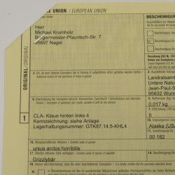 GRIZZLY Bärenkralle Krallenlänge 2,9 cm linke Hinterfußkralle Bär mit Genehmigung zum Verkauf