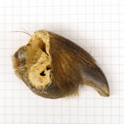 GRIZZLY Bärenkralle Krallenlänge 3 cm linke Hinterfußkralle Bär mit Genehmigung zum Verkauf