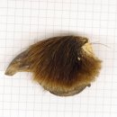 GRIZZLY Bärenkralle Krallenlänge 3 cm linke Hinterfußkralle Bär mit Genehmigung zum Verkauf