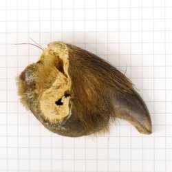 GRIZZLY Bärenkralle Krallenlänge 3 cm linke Hinterfußkralle Bär mit Genehmigung zum Verkauf