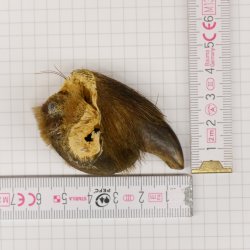 GRIZZLY Bärenkralle Krallenlänge 3 cm linke Hinterfußkralle Bär mit Genehmigung zum Verkauf