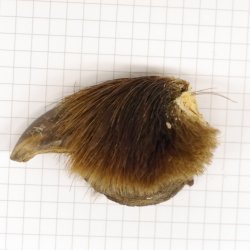 GRIZZLY Bärenkralle Krallenlänge 3 cm linke Hinterfußkralle Bär mit Genehmigung zum Verkauf