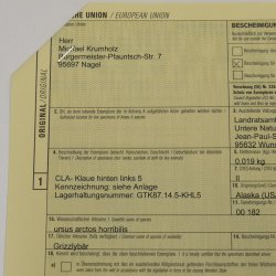 GRIZZLY Bärenkralle Krallenlänge 3 cm linke Hinterfußkralle Bär mit Genehmigung zum Verkauf