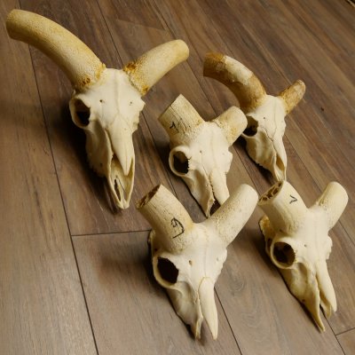 Mufflon (Ovis gmelini musimon) 5x Schädel ohne Gehörn Widder Schädeltrophäe