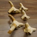 Mufflon (Ovis gmelini musimon) 5x Schädel ohne Gehörn Widder Schädeltrophäe