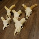 Mufflon (Ovis gmelini musimon) 5x Schädel ohne Gehörn Widder Schädeltrophäe