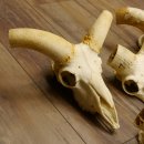 Mufflon (Ovis gmelini musimon) 5x Schädel ohne Gehörn Widder Schädeltrophäe