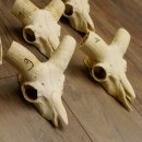 Mufflon (Ovis gmelini musimon) 5x Schädel ohne Gehörn Widder Schädeltrophäe