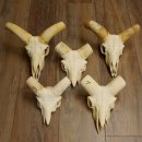 Mufflon (Ovis gmelini musimon) 5x Schädel ohne Gehörn Widder Schädeltrophäe