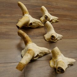 Mufflon (Ovis gmelini musimon) 5x Schädel ohne Gehörn Widder Schädeltrophäe