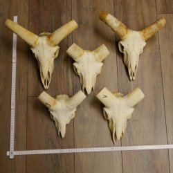 Mufflon (Ovis gmelini musimon) 5x Schädel ohne Gehörn Widder Schädeltrophäe