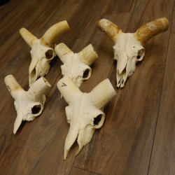 Mufflon (Ovis gmelini musimon) 5x Schädel ohne Gehörn Widder Schädeltrophäe