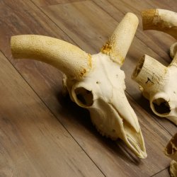 Mufflon (Ovis gmelini musimon) 5x Schädel ohne Gehörn Widder Schädeltrophäe