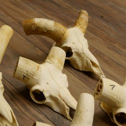 Mufflon (Ovis gmelini musimon) 5x Schädel ohne Gehörn Widder Schädeltrophäe