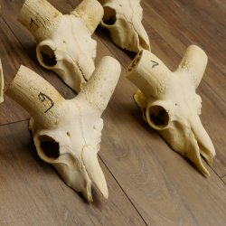 Mufflon (Ovis gmelini musimon) 5x Schädel ohne Gehörn Widder Schädeltrophäe